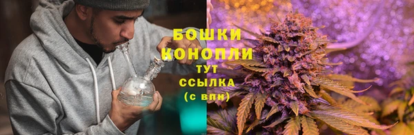 трава Аркадак